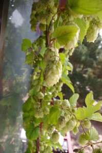 on the vine on the vine
