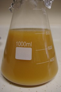 yeast starter yeast starter