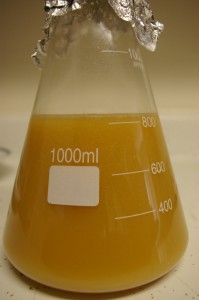 lager starter bubbling away lager starter bubbling away