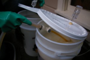 pumping the cool wort into the fermenters pumping the cool wort into the fermenters