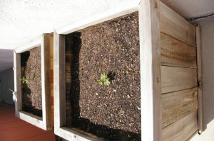 some of the potted hops