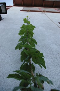 cascade rising