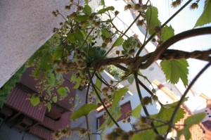 HOPS!