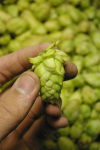 cone closeup