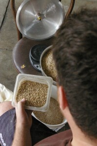 the grains