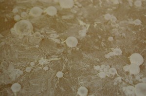 the cider pellicle