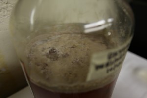 pellicle