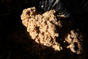 spent grain
