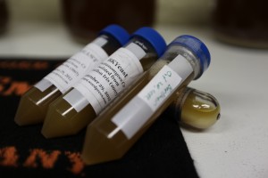 bkyeast